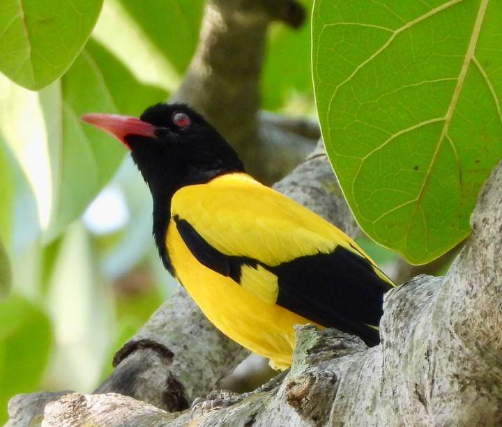 Bright yellow-black Oriental oriole perched among green leaves, red eye and beak in focus.