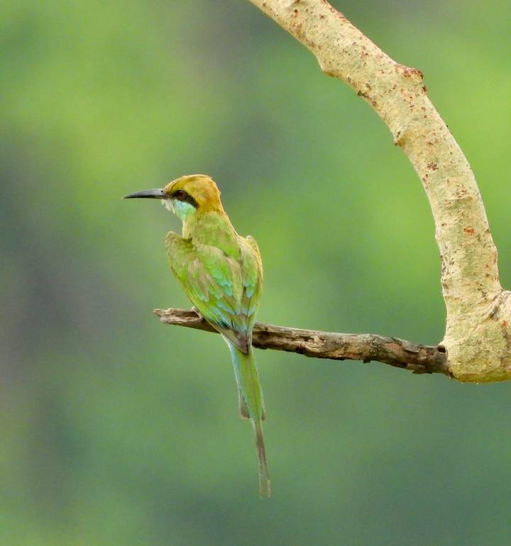Green bee-eater bird with iridescent feathers perched on a bare tree branch against soft green backdrop.