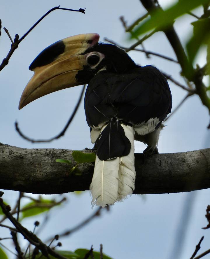 Close-up of a hornbill perched on a branch, focusing on its tail and large beak against the sky.