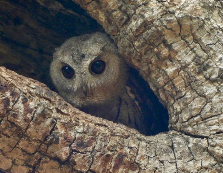 A small owl peeking out from a hollow tree trunk, framed by textured bark.