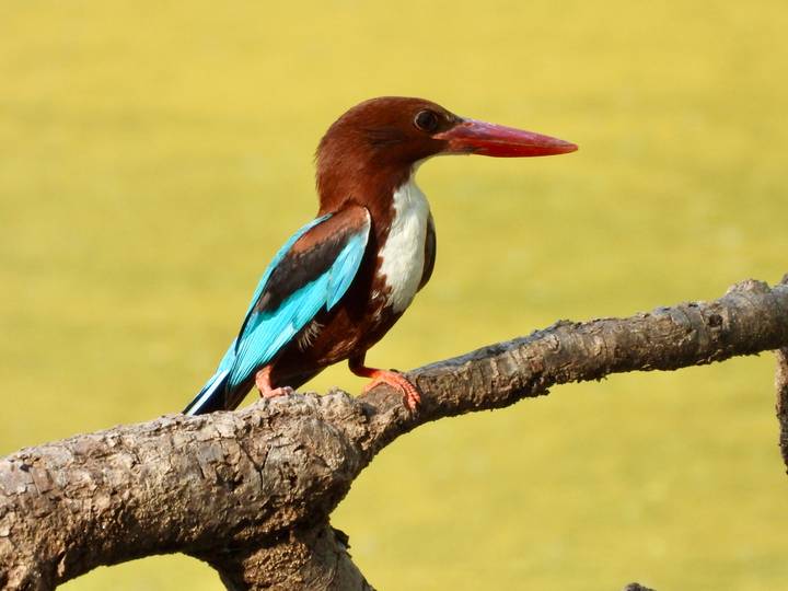 Vivid photograph of a white-throated kingfisher perched on a branch with turquoise and chestnut plumage.