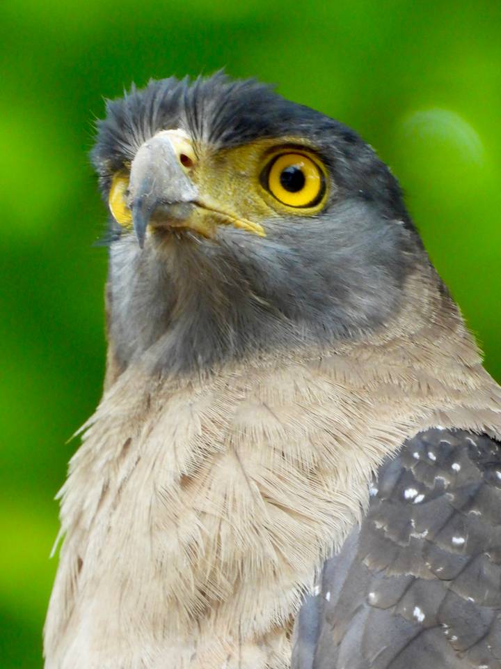 Close-up of a jungle myna bird showing bright yellow eyes and dark plumage.