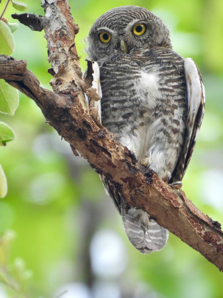 Partial view of a small owl or raptor perched on a branch with feathers in focus.