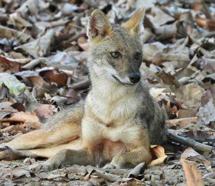 Indian jackal resting on a bed of dry forest leaves, alert and looking sideways.
