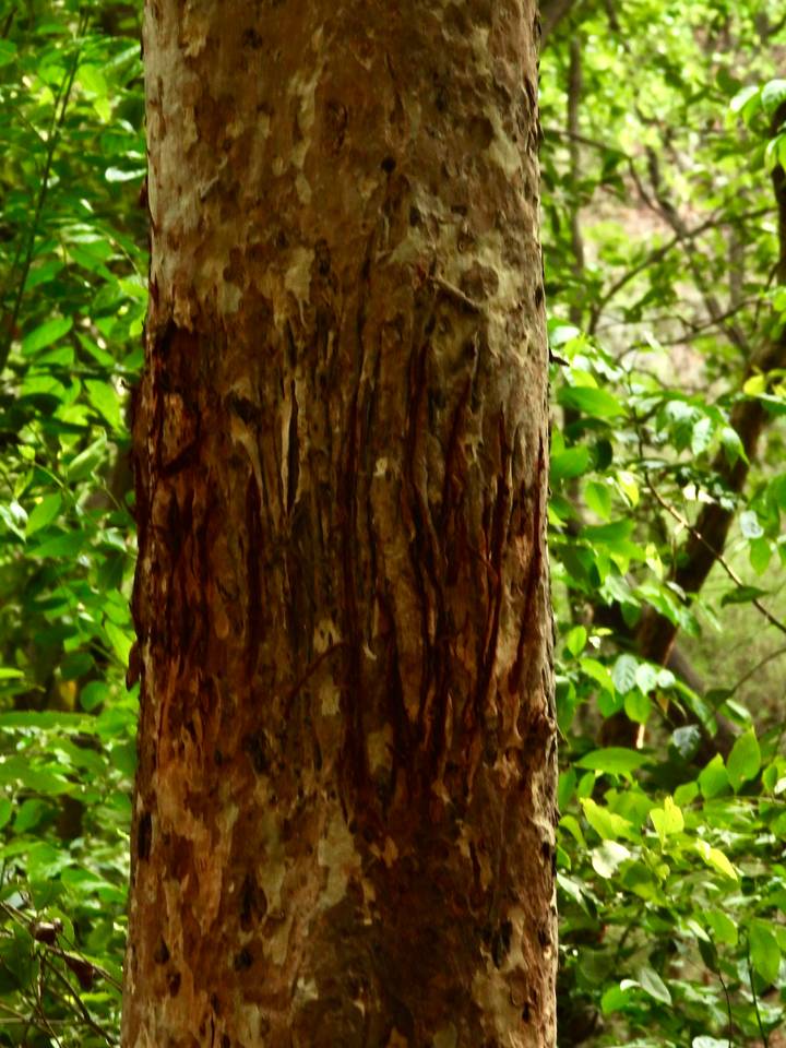 Detail of a tree trunk with claw marks in a dense green forest.