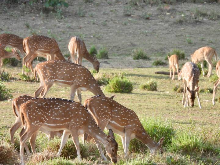 Group of spotted deer grazing on open grassland inside a reserve.