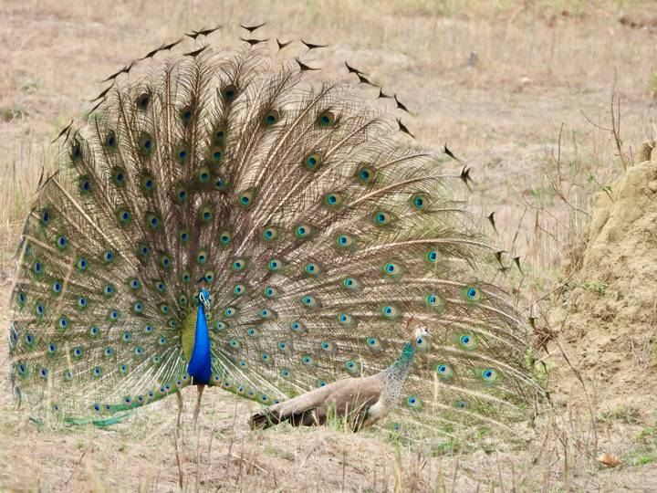 Male peacock displaying a fully fanned tail beside a peahen in dry grassland.