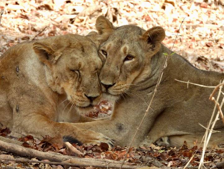 Two Asiatic lions affectionately nuzzling each other while resting on the forest floor.