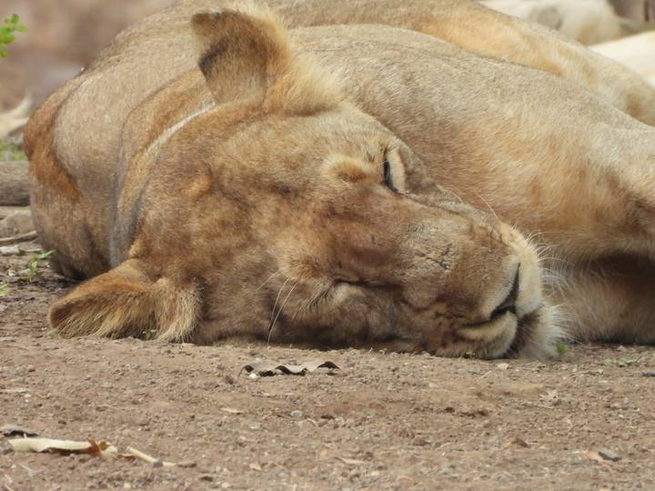 Close-up of a sleeping Asiatic lion lying on the ground.