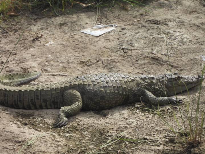 Large crocodile basking on muddy riverbank with rough textured skin.