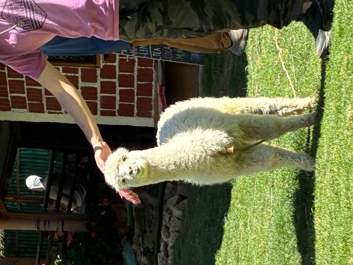 Traveler gently petting a fluffy white alpaca on green lawn outside a rustic building.