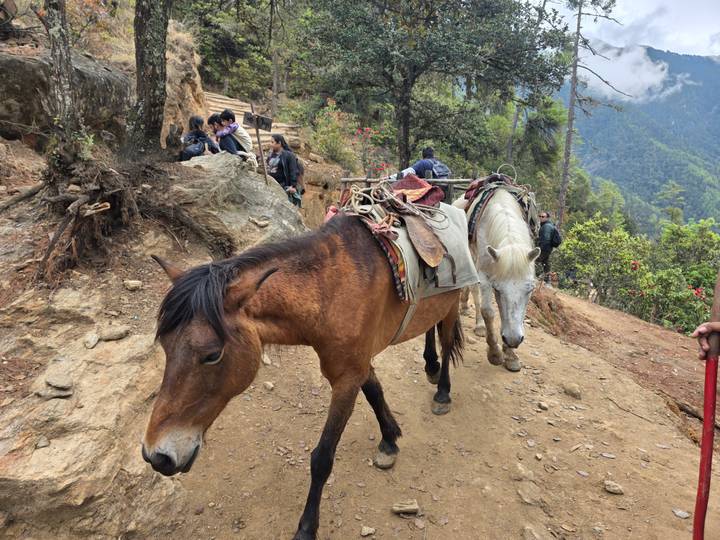 Packhorses carrying saddles walk along a dusty mountain trail as trekkers rest nearby.