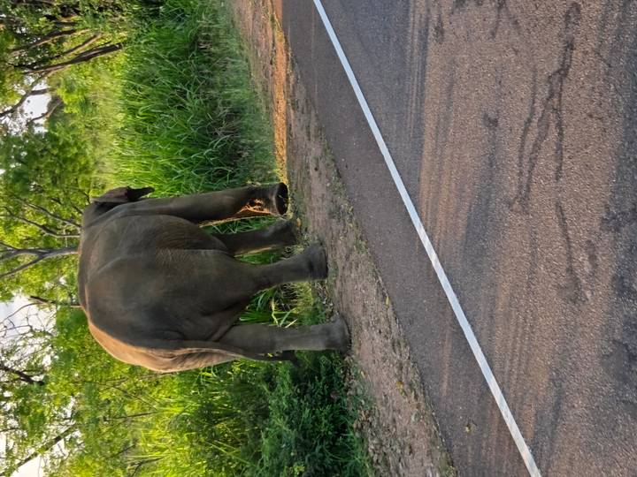 Rear view of a lone wild elephant walking beside a rural roadside bordered by tall grass.