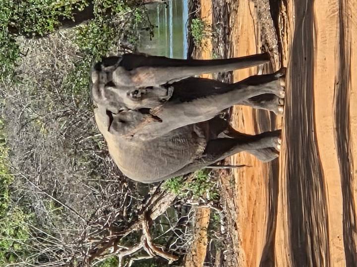 A wild elephant strolls along an ochre dirt track flanked by dry bushland.