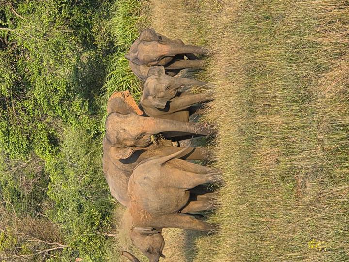 A herd of Asian elephants, including calves, graze together in tall golden grass.