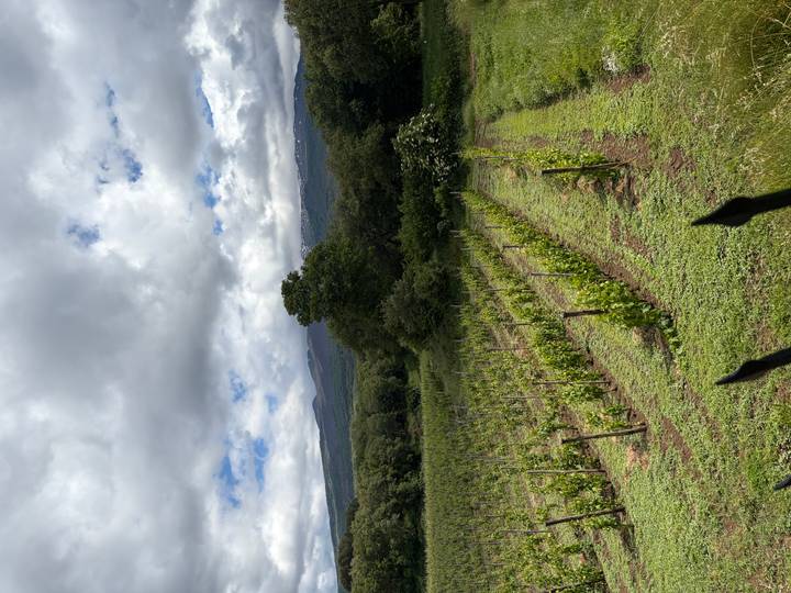 Green vineyard rows with a tree-lined edge and tall mountain peaks disappearing into low clouds under a bright sky