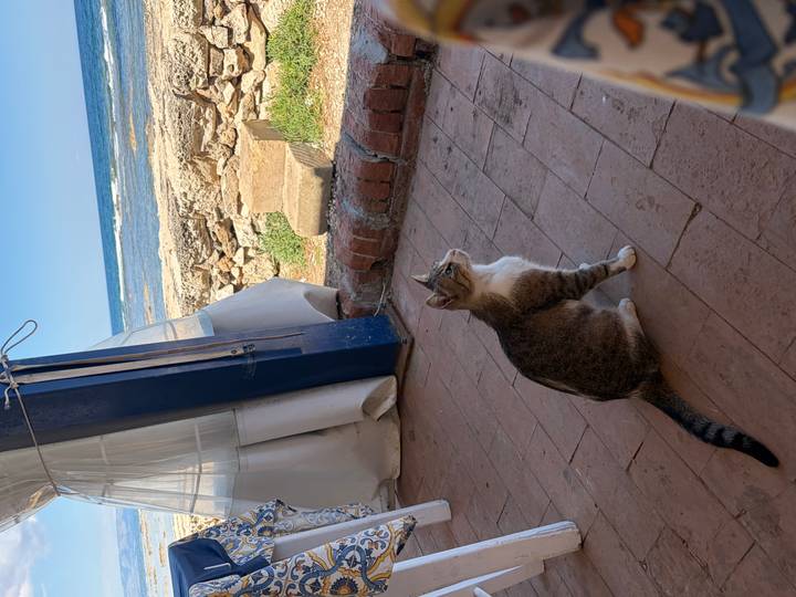Tabby cat sitting on terracotta tiles gazing out toward the sea beyond a stone wall