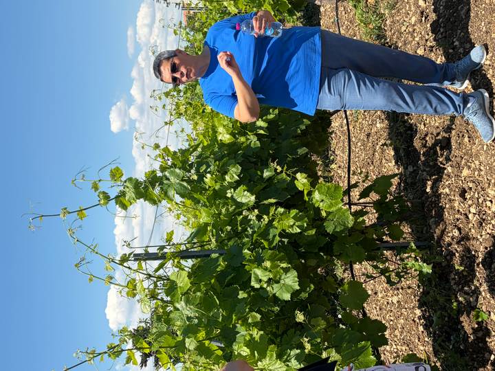 Guide in a blue shirt explaining grape vines in a sunny vineyard with blue sky and clouds