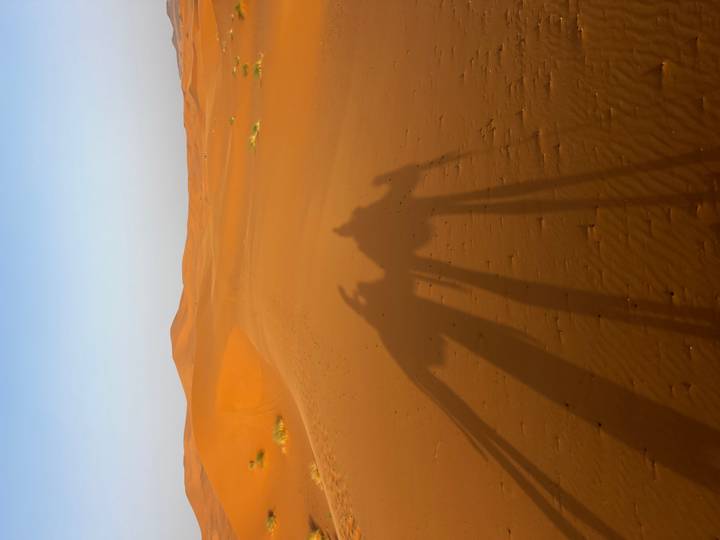 Long camel shadows stretch across rippled orange dunes under a clear morning sky