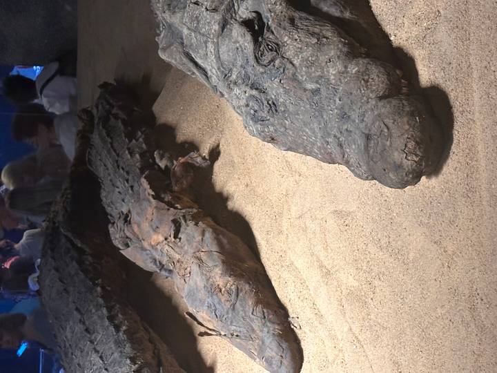 Preserved crocodile mummies displayed on sand in a museum with visitors in background