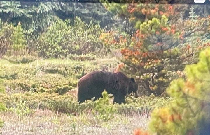 Distant, slightly blurry photo of a brown bear roaming through forest vegetation.