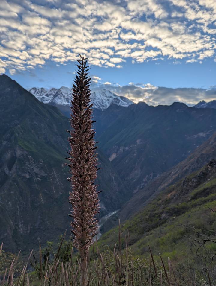 Tall Andean bromeliad flower stalk stands against steep green valleys and snow-capped peaks under a dramatic sky.