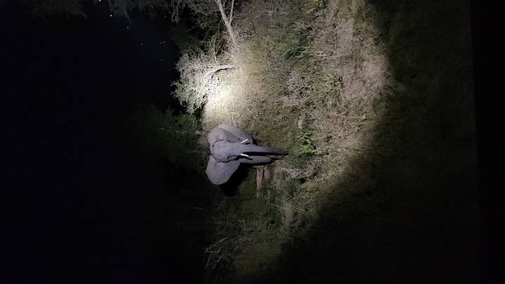 Lone elephant illuminated by a vehicle spotlight during a night safari in the bush.