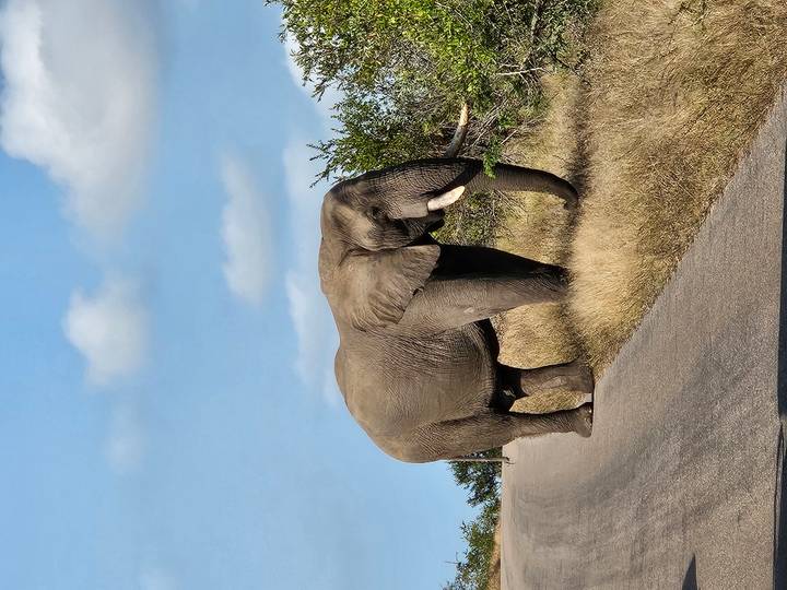 African elephant standing on a rural asphalt road flanked by dry grass and shrubs.