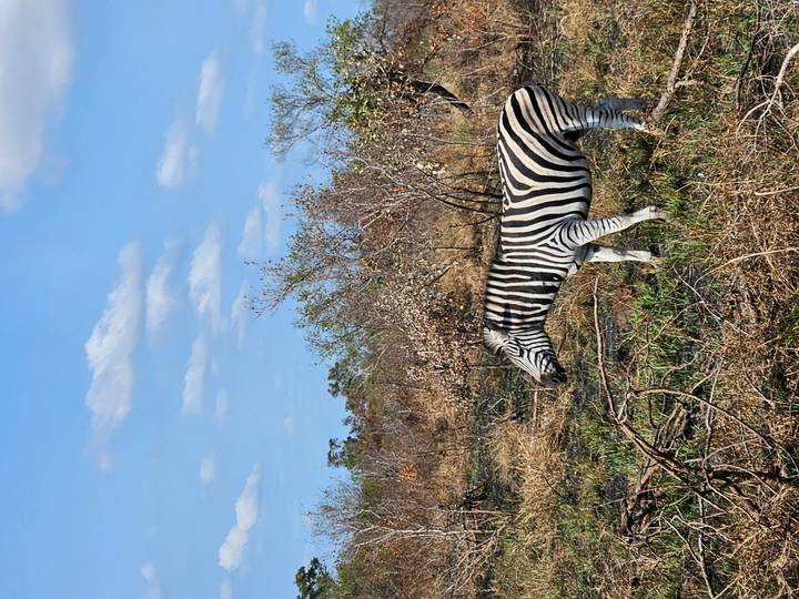 Single zebra grazing in a dry, bushy savanna under a clear blue sky.