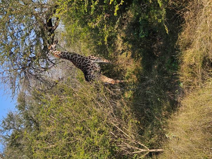 Giraffe stretching to feed on tree leaves amid dense green thickets.