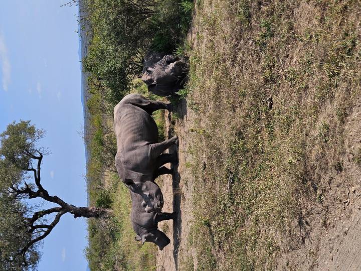 Three white rhinos standing and resting on a dry savanna plain.