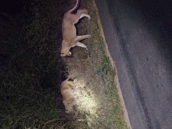 Two lions walking beside a road at night, lit by vehicle headlights.