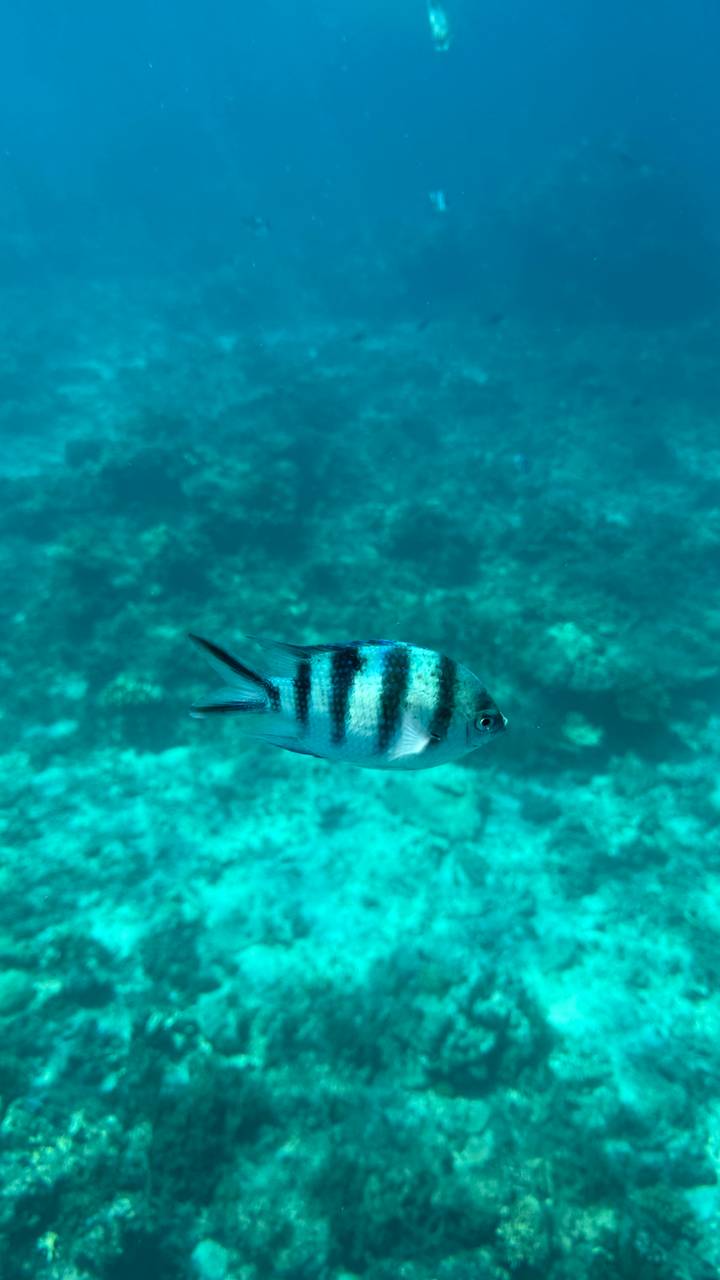Close-up of striped tropical fish swimming in clear blue reef waters.