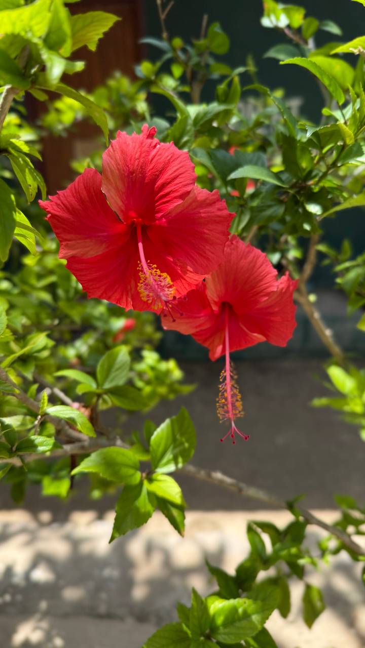 Vibrant red hibiscus flowers blooming among green foliage.