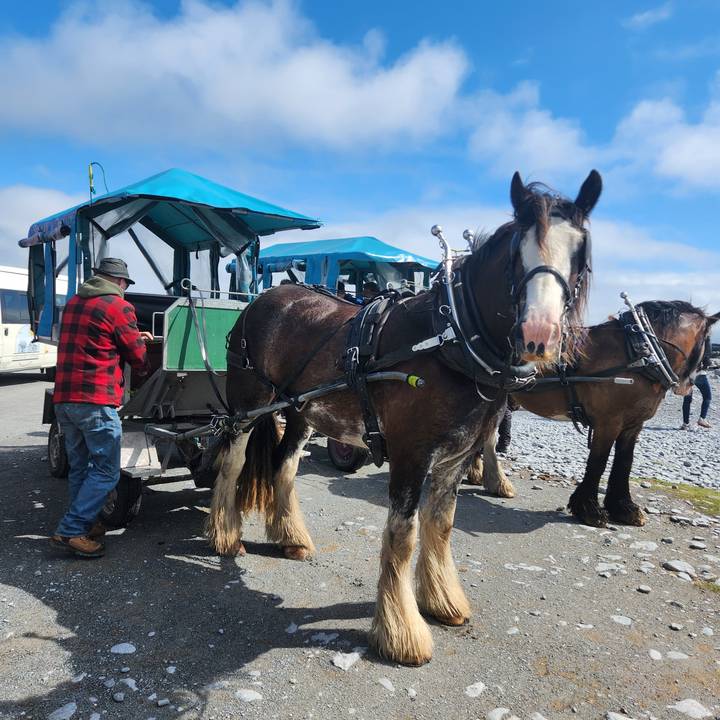 Draft horses hitched to a blue covered cart with driver preparing the ride
