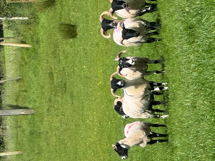 Flock of shorn sheep standing alert in a lush green pasture