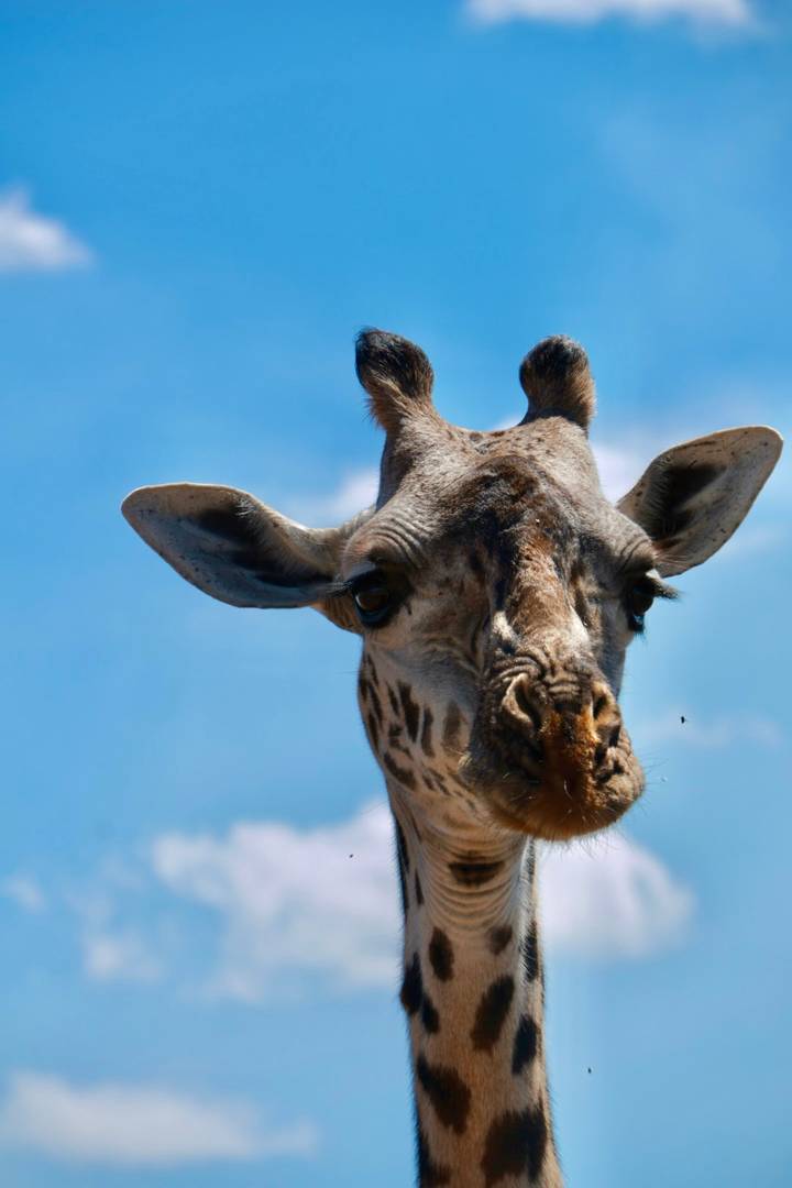 Close-up portrait of a giraffe head against a bright blue sky