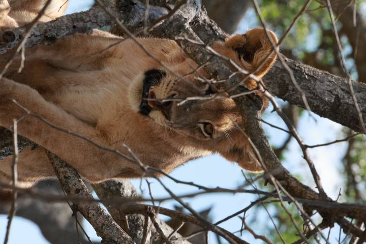 Young lion peering through tree branches while resting on a limb