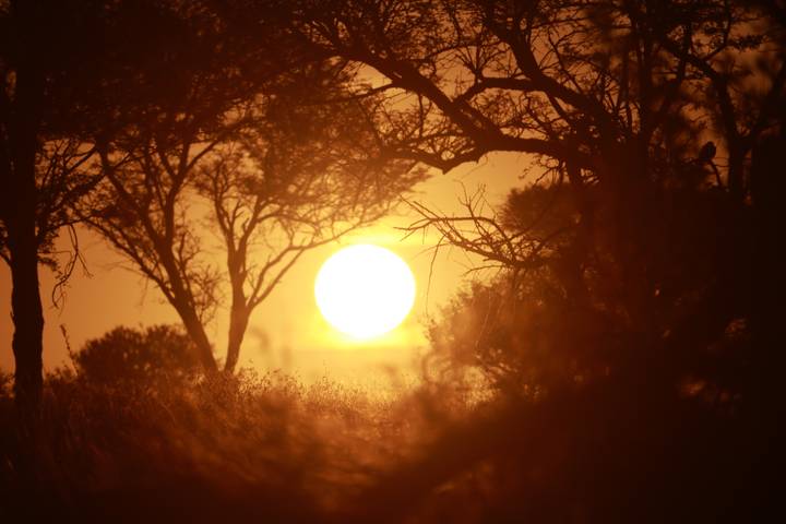 Fiery orange sun setting behind acacia trees on the savanna