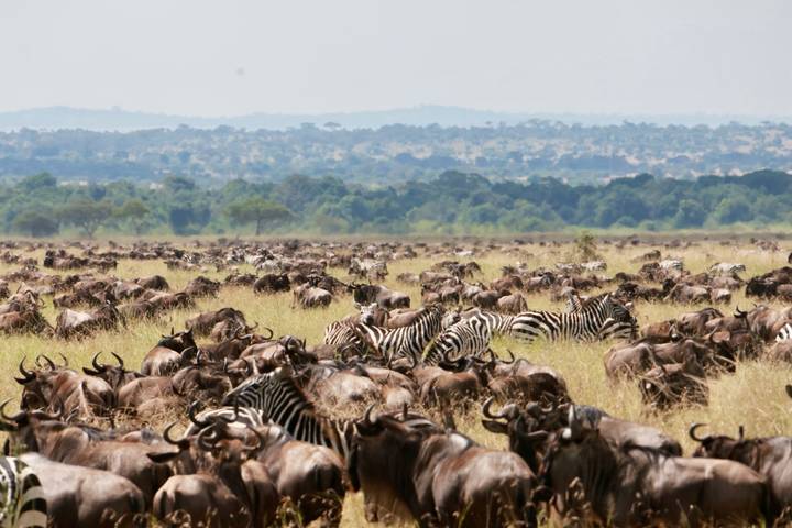 Massive herd of wildebeest and zebras migrating across grassy Serengeti plain