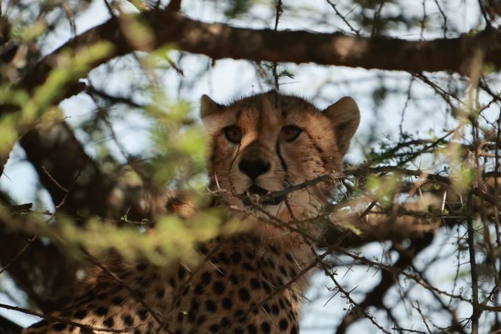 Cheetah face framed by branches while resting in a tree's shade
