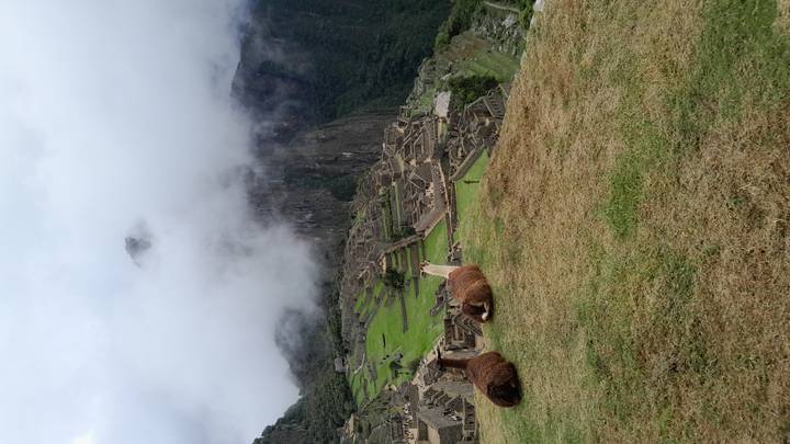 Iconic view of Machu Picchu ruins shrouded in mist with two llamas resting on grassy foreground.