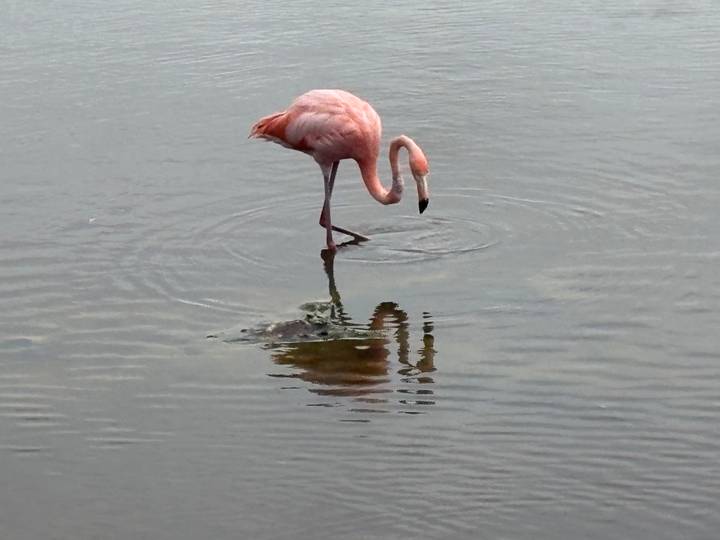 Solo pink flamingo feeds in calm shallow water with rippling reflections.