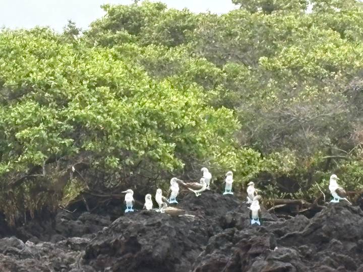 Group of blue-footed boobies perched on dark volcanic rocks beside lush mangroves.