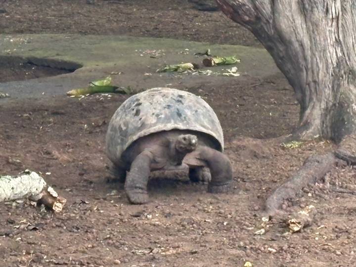 Large Galápagos giant tortoise slowly walks across a dirt enclosure under a tree.