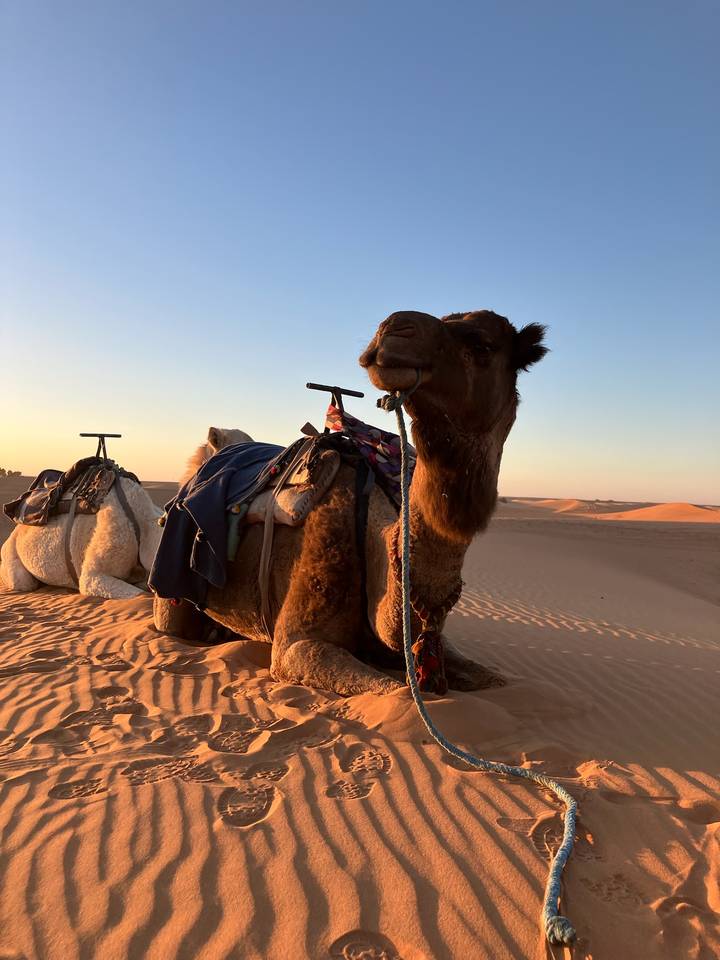 Saddled camel resting on golden dunes at sunset in the Sahara Desert.