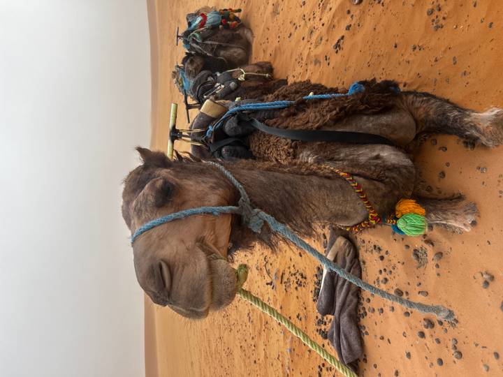 Close-up of a saddled camel kneeling on the orange desert sand.