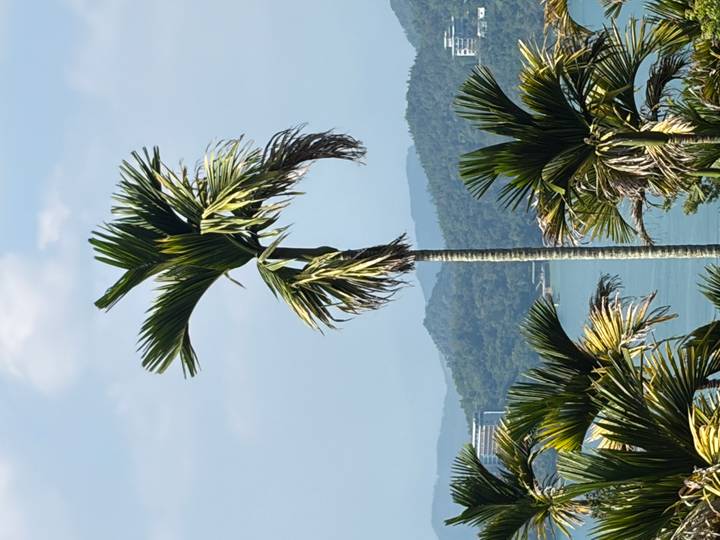 A tall palm tree framed by additional palms overlooks a tranquil lake and green hills under a blue sky.