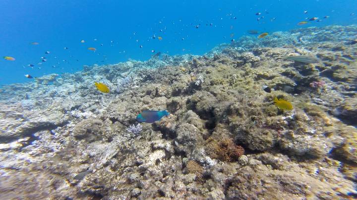 Underwater scene with coral reef and small colorful reef fish swimming in clear blue water.