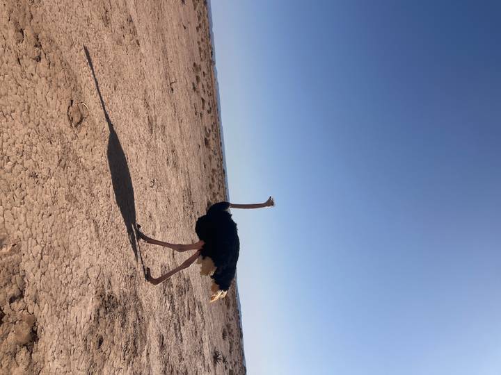 Single ostrich walking across arid desert ground casting a long shadow in the morning sun.